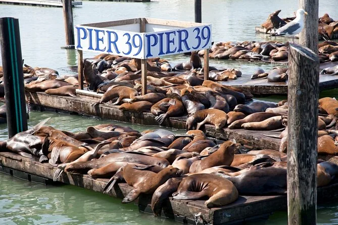 Sea lions resting on the floating docks at Pier 39